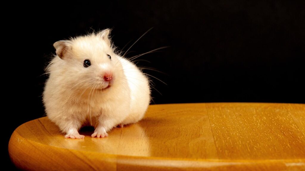 guinea pig sitting on stool, office pets