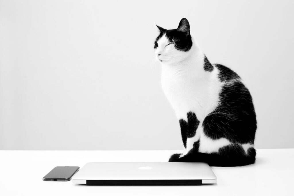 cat sitting on desk by iPad, office pets