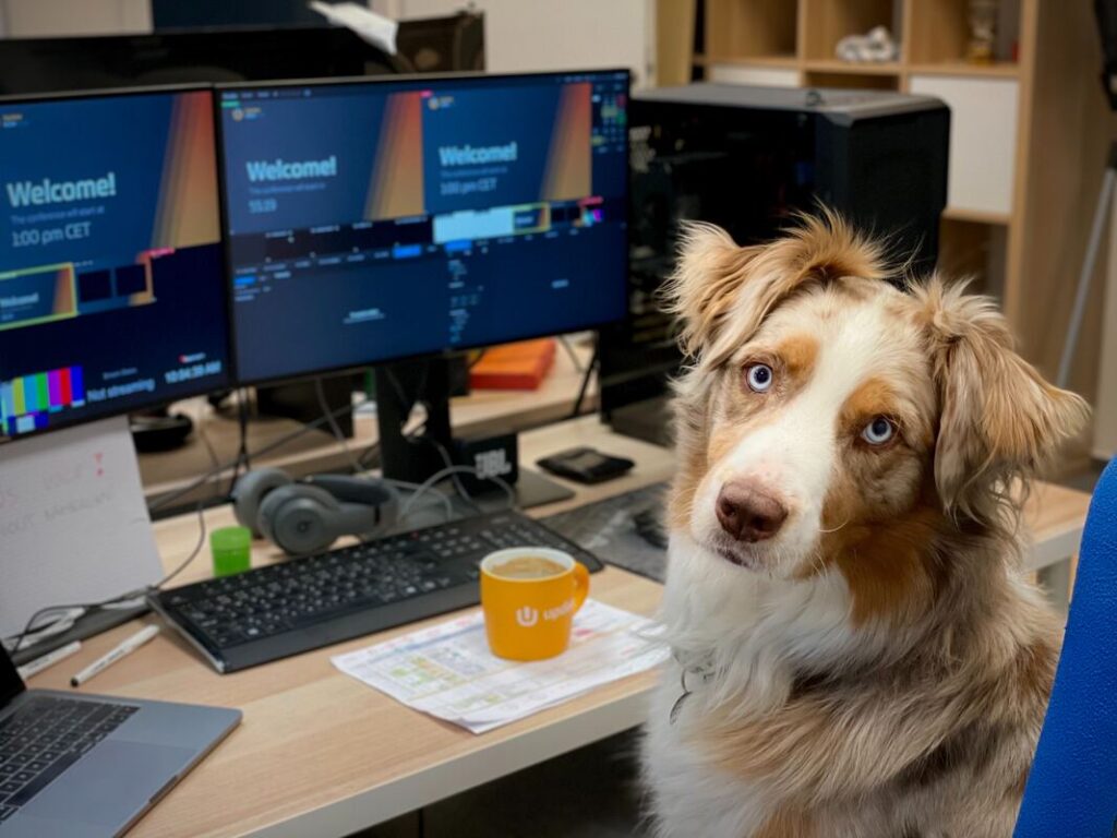 dog sitting by computer screens, office pets